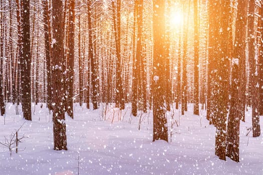 Sunset or sunrise in the winter pine forest with falling snow. Rows of pine trunks with the sun's rays passing through them. Snowfall.