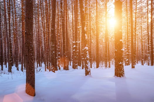 Sunset or sunrise in the winter pine forest covered with a snow. Rows of pine trunks with the sun's rays passing through them. Snowfall.