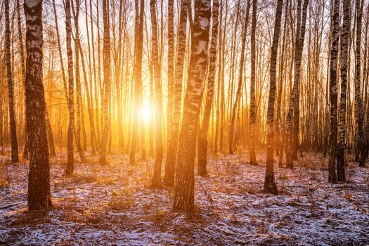 Sunset or sunrise in a birch grove with a first winter snow on earth. Rows of birch trunks with the sun's rays passing through them.