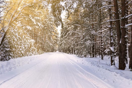 Automobile road through a pine winter forest covered with snow on a clear sunny day. Pines along the edges of the road and the rays of the sun shining through them.