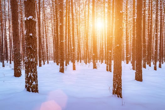 Sunset or sunrise in the winter pine forest covered with a snow. Rows of pine trunks with the sun's rays passing through them. Snowfall.