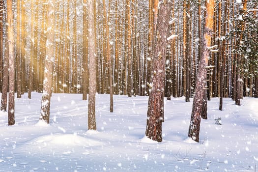 Sunset or sunrise in the winter pine forest with falling snow. Rows of pine trunks with the sun's rays passing through them. Snowfall.