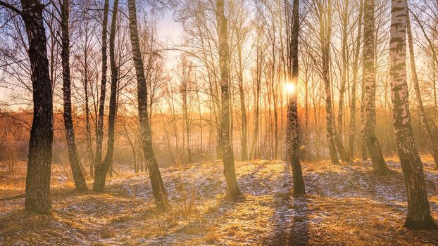 Sunset or sunrise in a birch grove with a first winter snow on earth. Rows of birch trunks with the sun's rays passing through them.