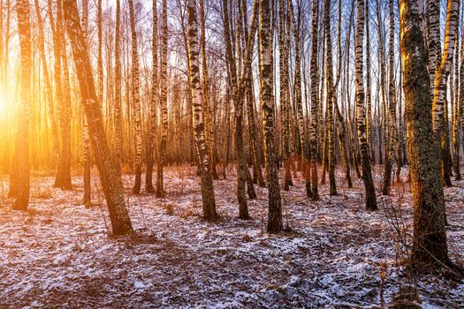 Sunset or sunrise in a birch grove with a first winter snow on earth. Rows of birch trunks with the sun's rays passing through them.