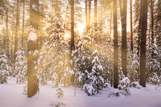 Sunset or sunrise in the winter pine forest covered with a snow. Rows of pine trunks with the sun's rays passing through them. Snowfall.