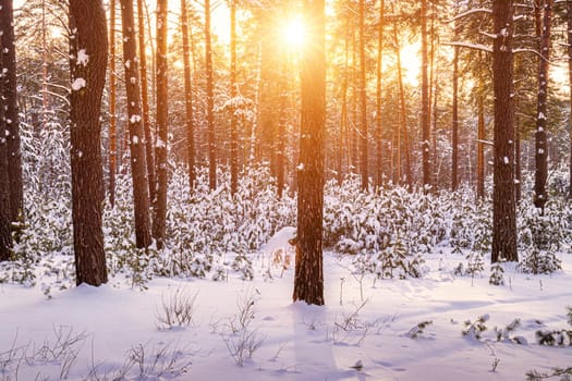 Sunset or sunrise in the winter pine forest covered with a snow. Rows of pine trunks with the sun's rays passing through them. Snowfall.