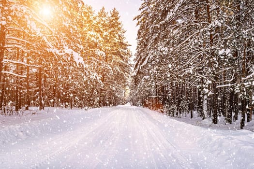 Automobile road through a pine winter forest covered with snow on a clear sunny day. Pines along the edges of the road. Snowfall.