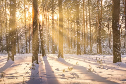 Sunset or sunrise in the winter pine forest covered with a snow. Rows of pine trunks with the sun's rays passing through them. Snowfall.