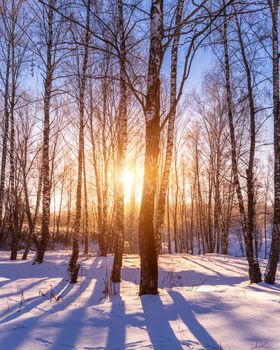 Sunset or sunrise in a birch grove with a winter snow on earth. Rows of birch trunks with the sun's rays passing through them.