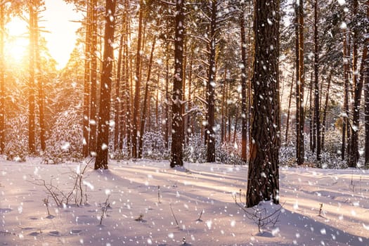 Sunset or sunrise in the winter pine forest with falling snow. Rows of pine trunks with the sun's rays passing through them. Snowfall.