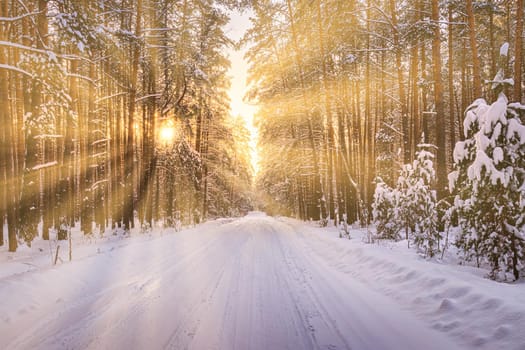 Automobile road through a pine winter forest covered with snow on a clear sunny day. Pines along the edges of the road and the rays of the sun shining through them.