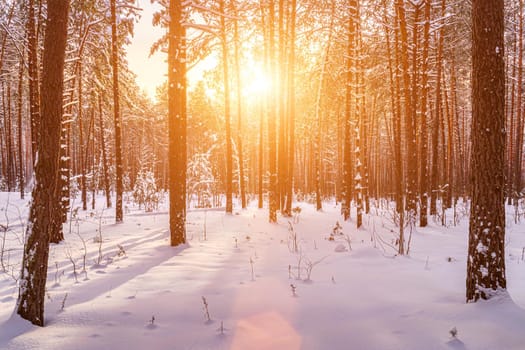 Sunset or sunrise in the winter pine forest covered with a snow. Rows of pine trunks with the sun's rays passing through them. Snowfall.