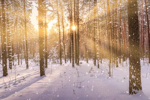 Sunset or sunrise in the winter pine forest with falling snow. Rows of pine trunks with the sun's rays passing through them. Snowfall.