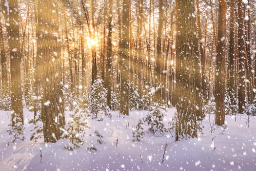 Sunset or sunrise in the winter pine forest with falling snow. Rows of pine trunks with the sun's rays passing through them. Snowfall.