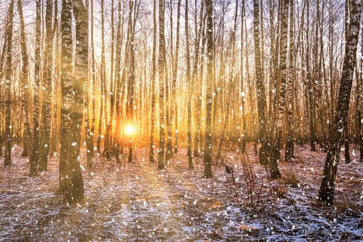 Sunset or sunrise in a birch grove with a falling snow. Rows of birch trunks with the sun's rays passing through them. Snowfall.