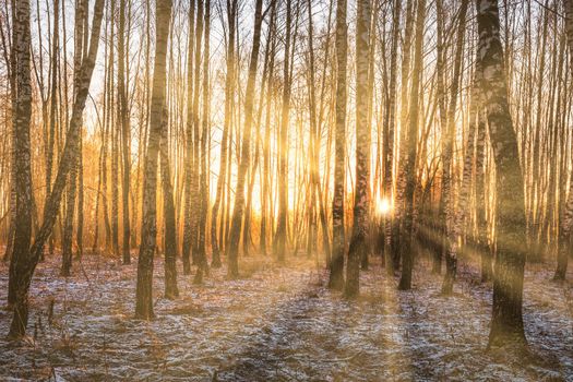 Sunset or sunrise in a birch grove with a first winter snow on earth. Rows of birch trunks with the sun's rays passing through them.