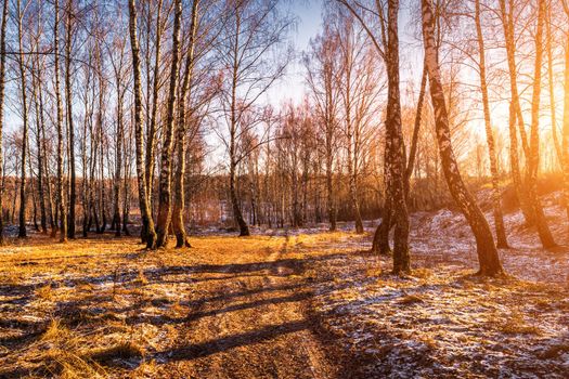 Sunset or sunrise in a birch grove with a first winter snow on earth. Rows of birch trunks with the sun's rays passing through them.