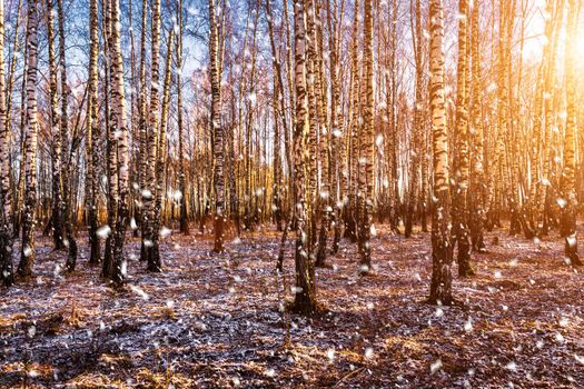 Sunset or sunrise in a birch grove with a falling snow. Rows of birch trunks with the sun's rays passing through them. Snowfall.