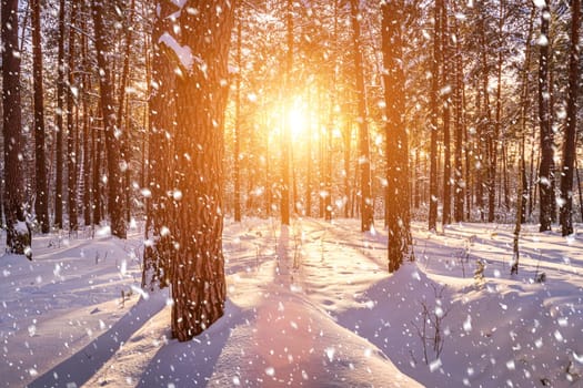 Sunset or sunrise in the winter pine forest with falling snow. Rows of pine trunks with the sun's rays passing through them. Snowfall.