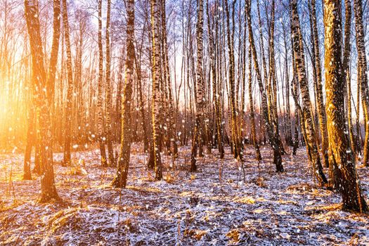 Sunset or sunrise in a birch grove with a falling snow. Rows of birch trunks with the sun's rays passing through them. Snowfall.