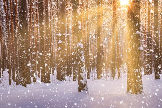 Sunset or sunrise in the winter pine forest with falling snow. Rows of pine trunks with the sun's rays passing through them. Snowfall.