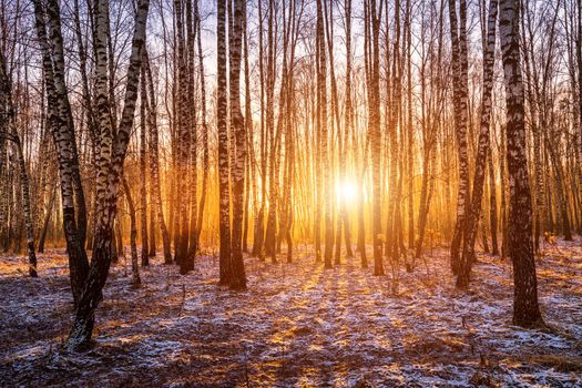 Sunset or sunrise in a birch grove with a first winter snow on earth. Rows of birch trunks with the sun's rays passing through them.