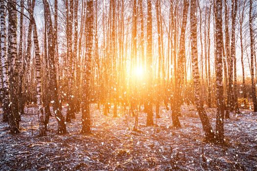 Sunset or sunrise in a birch grove with a falling snow. Rows of birch trunks with the sun's rays passing through them. Snowfall.