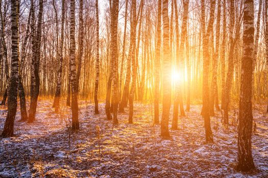 Sunset or sunrise in a birch grove with a first winter snow on earth. Rows of birch trunks with the sun's rays passing through them.