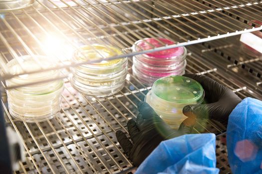 Researcher working with petri dish with bacteria in the bacteriological laboratory. Concept of Pharmaceutical Development for Antibiotics, Curing Disease