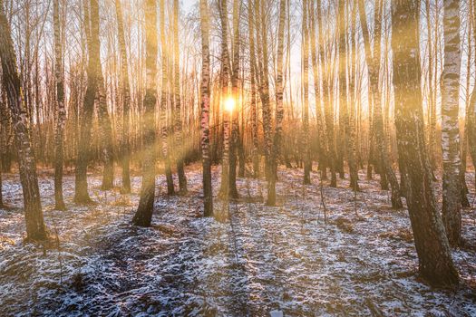 Sunset or sunrise in a birch grove with a first winter snow on earth. Rows of birch trunks with the sun's rays passing through them.