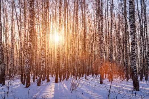 Sunset or sunrise in a birch grove with a winter snow on earth. Rows of birch trunks with the sun's rays passing through them.