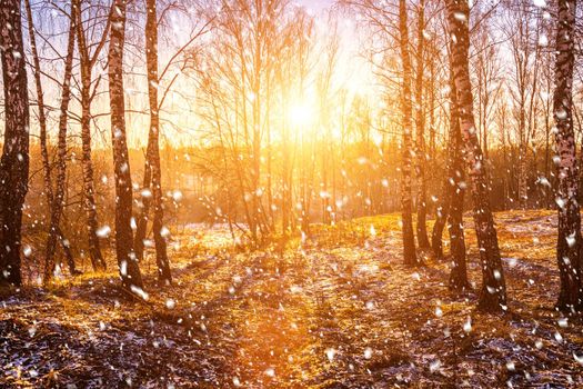 Sunset or sunrise in a birch grove with a falling snow. Rows of birch trunks with the sun's rays passing through them. Snowfall.