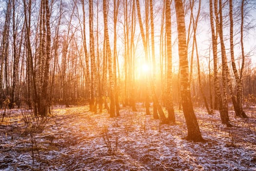 Sunset or sunrise in a birch grove with a first winter snow on earth. Rows of birch trunks with the sun's rays passing through them.