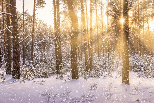 Sunset or sunrise in the winter pine forest with falling snow. Rows of pine trunks with the sun's rays passing through them. Snowfall.