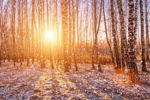 Sunset or sunrise in a birch grove with a falling snow. Rows of birch trunks with the sun's rays passing through them. Snowfall.