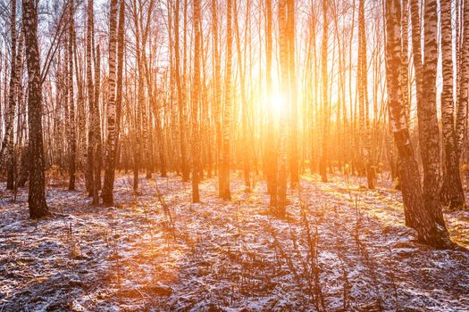 Sunset or sunrise in a birch grove with a first winter snow on earth. Rows of birch trunks with the sun's rays passing through them.