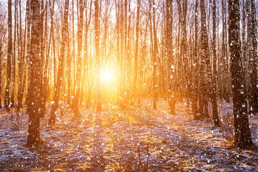 Sunset or sunrise in a birch grove with a falling snow. Rows of birch trunks with the sun's rays passing through them. Snowfall.