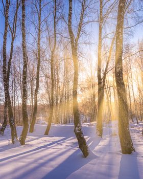 Sunset or sunrise in a birch grove with a winter snow on earth. Rows of birch trunks with the sun's rays passing through them.