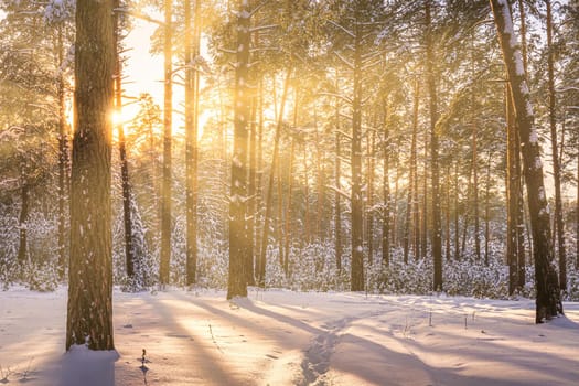 Sunset or sunrise in the winter pine forest covered with a snow. Rows of pine trunks with the sun's rays passing through them. Snowfall.