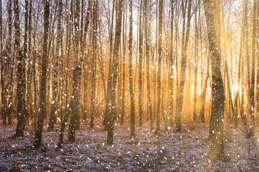 Sunset or sunrise in a birch grove with a falling snow. Rows of birch trunks with the sun's rays passing through them. Snowfall.