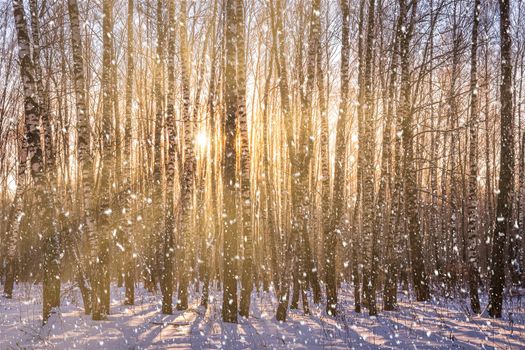 Sunset or sunrise in a birch grove with a falling snow. Rows of birch trunks with the sun's rays passing through them. Snowfall.