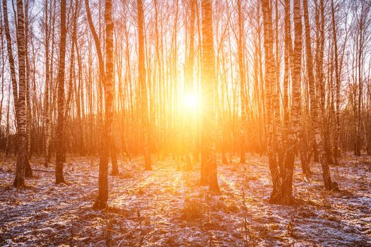 Sunset or sunrise in a birch grove with a first winter snow on earth. Rows of birch trunks with the sun's rays passing through them.