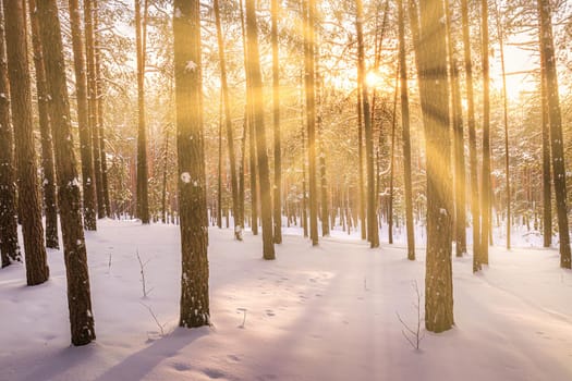 Sunset or sunrise in the winter pine forest covered with a snow. Rows of pine trunks with the sun's rays passing through them. Snowfall.