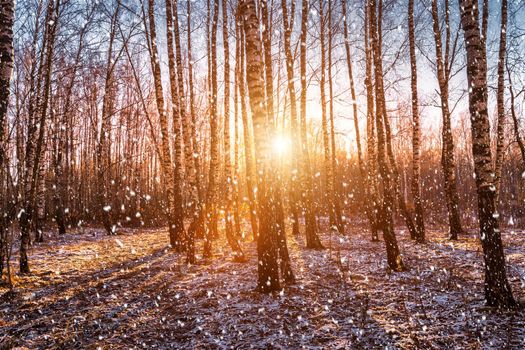 Sunset or sunrise in a birch grove with a falling snow. Rows of birch trunks with the sun's rays passing through them. Snowfall.