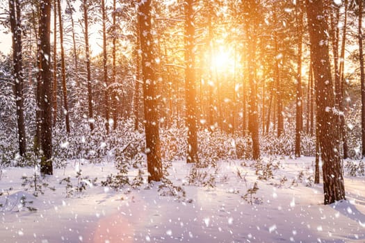 Sunset or sunrise in the winter pine forest with falling snow. Rows of pine trunks with the sun's rays passing through them. Snowfall.