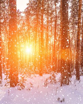 Sunset or sunrise in the winter pine forest with falling snow. Rows of pine trunks with the sun's rays passing through them. Snowfall.