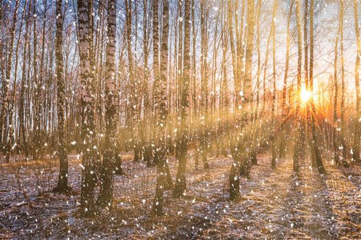 Sunset or sunrise in a birch grove with a falling snow. Rows of birch trunks with the sun's rays passing through them. Snowfall.