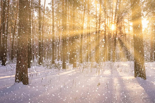 Sunset or sunrise in the winter pine forest with falling snow. Rows of pine trunks with the sun's rays passing through them. Snowfall.