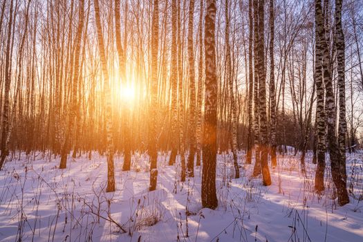 Sunset or sunrise in a birch grove with a winter snow on earth. Rows of birch trunks with the sun's rays passing through them.