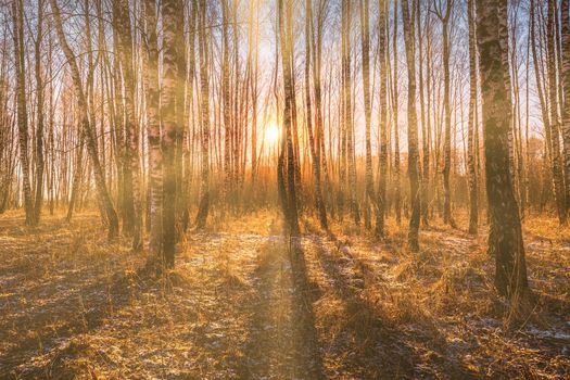 Sunset or sunrise in a birch grove with a first winter snow on earth. Rows of birch trunks with the sun's rays passing through them.